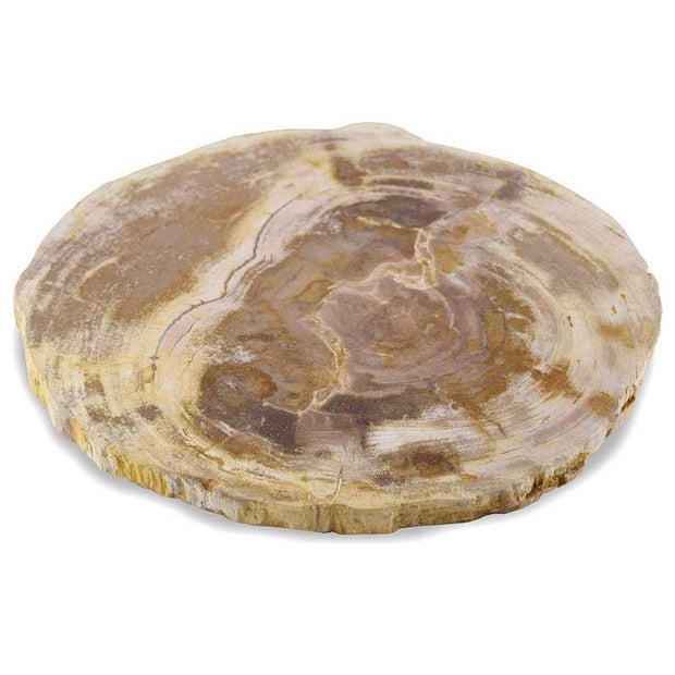 Petrified Wood Platter 12 to 14 Inches - Figaro 1943